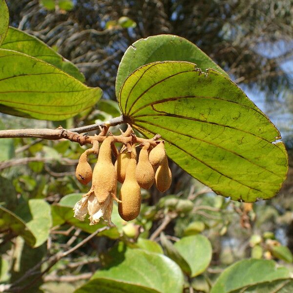 Piliostigma thonningii 花