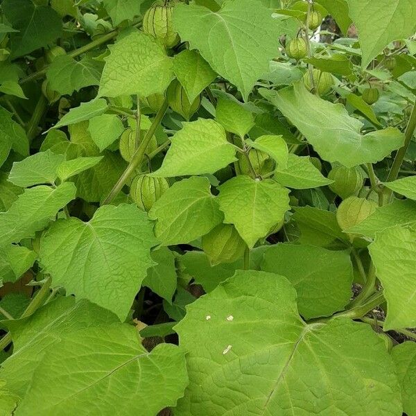 Physalis pubescens Celota