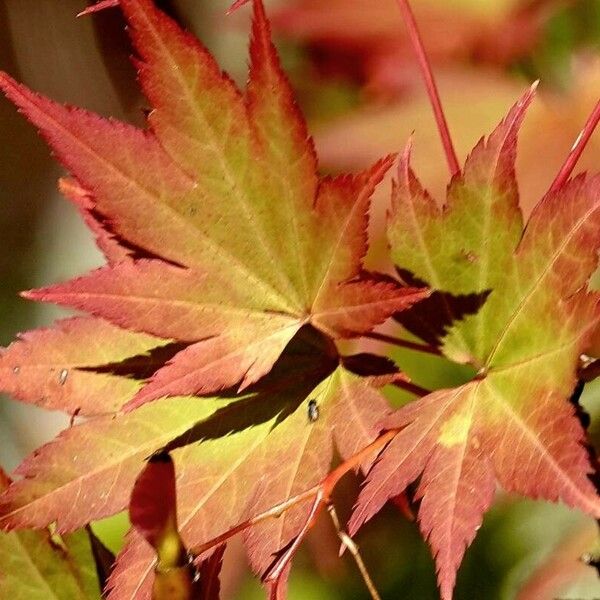 Acer japonicum Sonstige