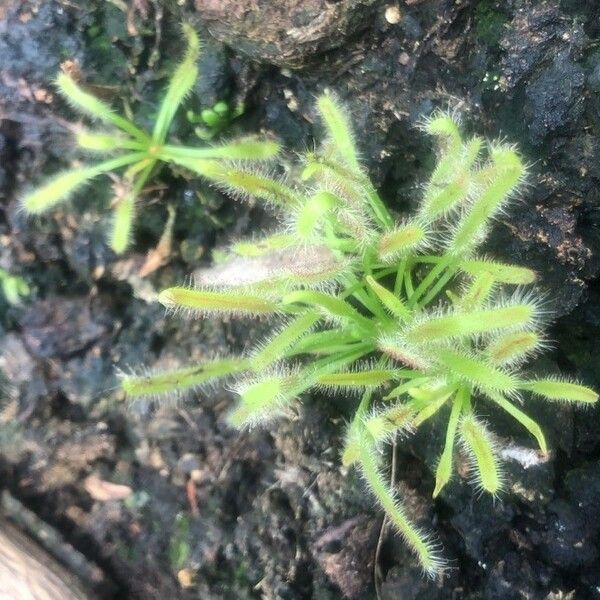 Drosera capensis Folla