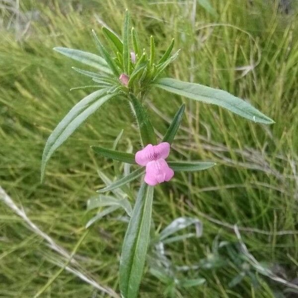 Misopates orontium Blüte