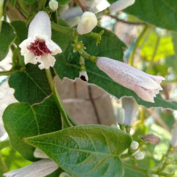 Paederia foetida Flower