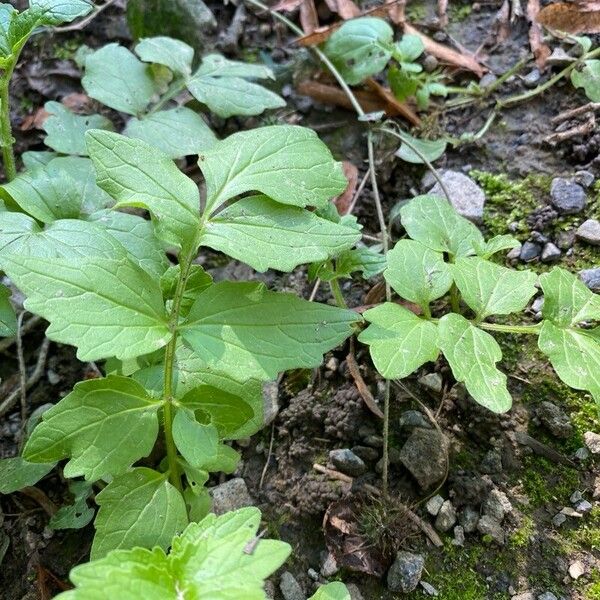 Valeriana officinalis Leht