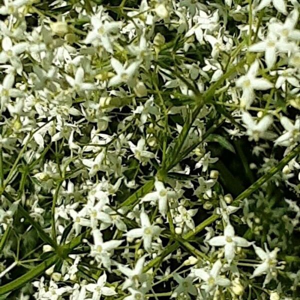 Galium album Blomma