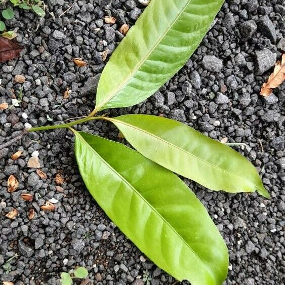 Maytenus guyanensis Leaf