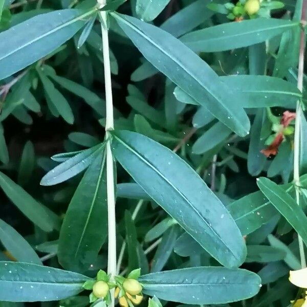 Hypericum prolificum Leaf