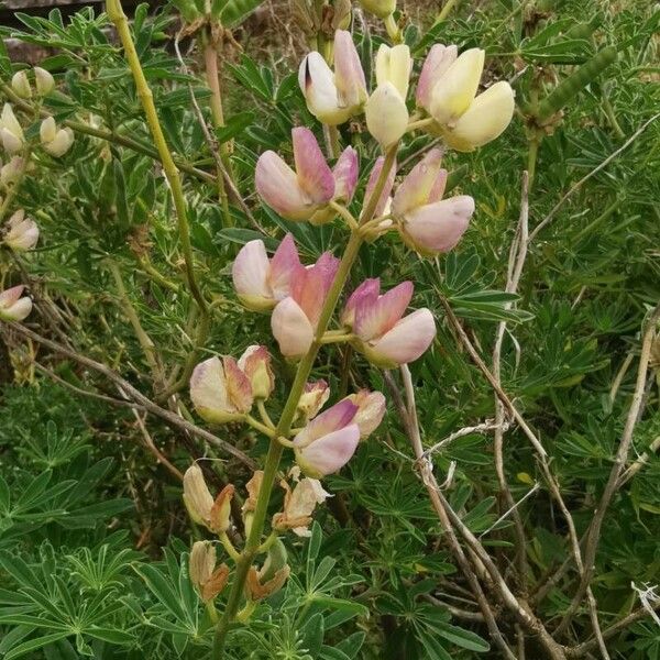 Lupinus albus 花