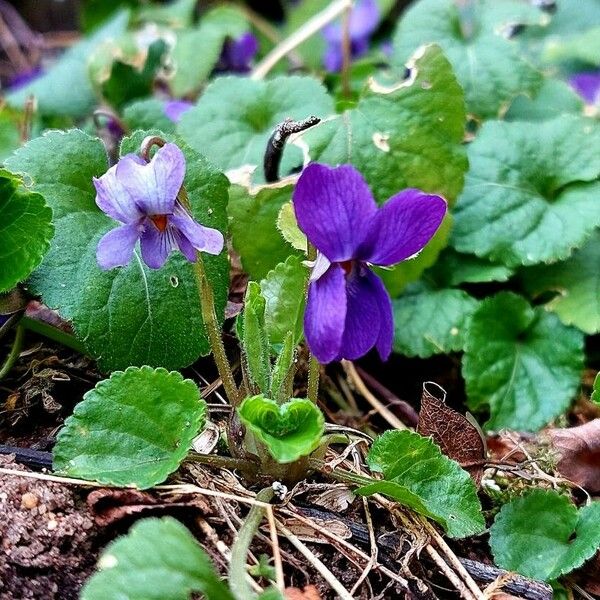 Viola odorata Цветок