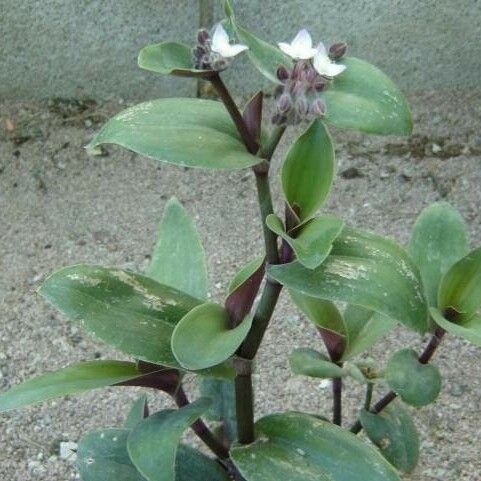 Tradescantia cerinthoides Květ