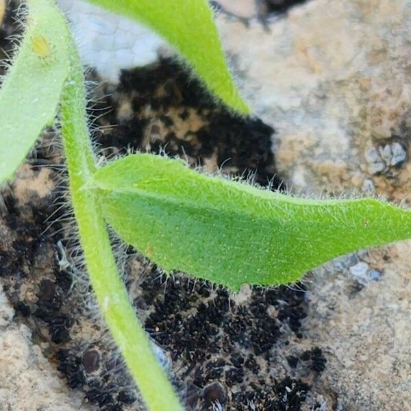 Arabidopsis thaliana Leaf