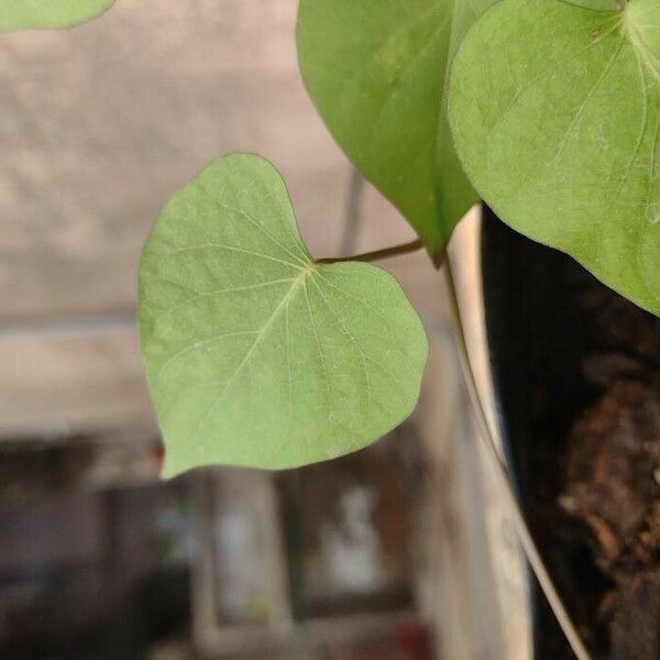 Amaranthus viridis Folha