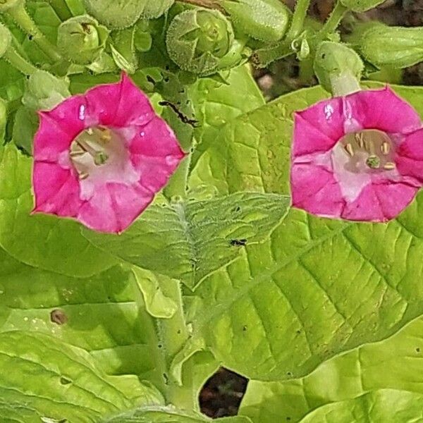 Nicotiana tabacum Квітка