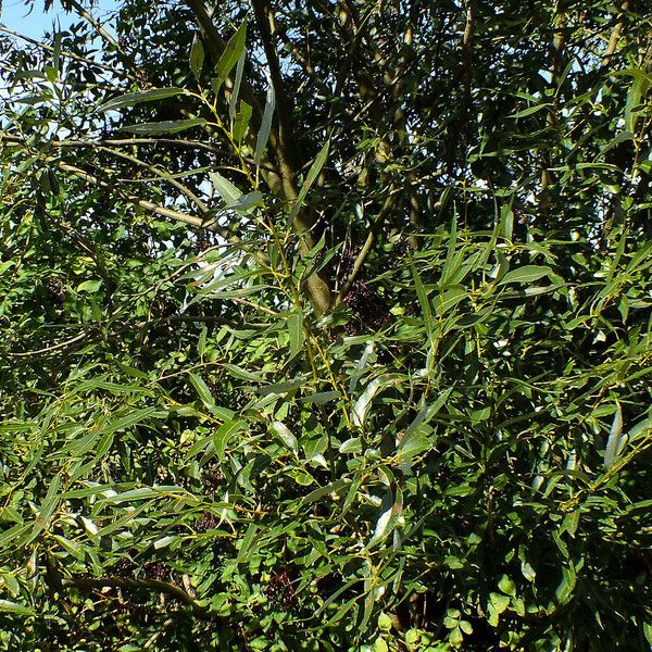 Salix lucida List