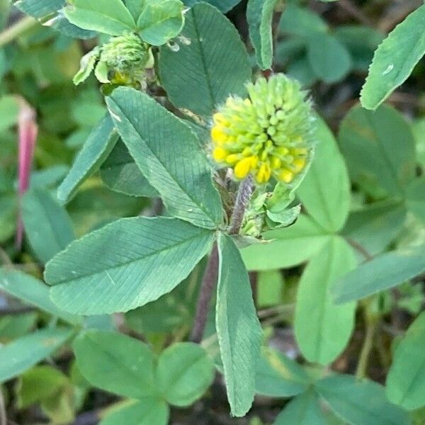 Trifolium badium 葉