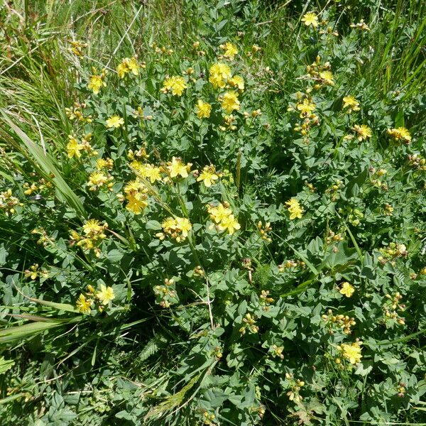 Hypericum richeri Habitus