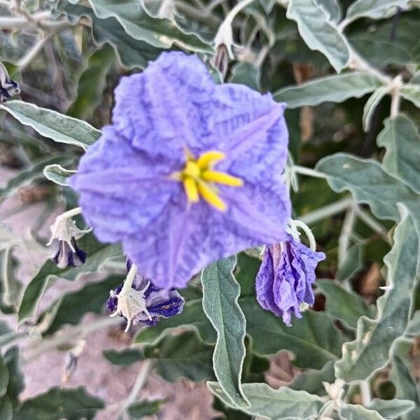 Solanum elaeagnifolium പുഷ്പം