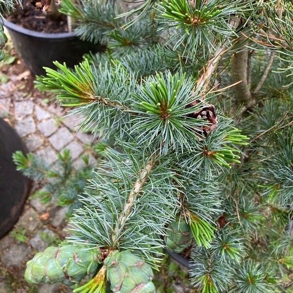 Pinus parviflora Foglia