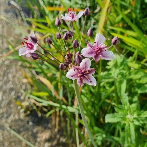 Butomus umbellatus Flower