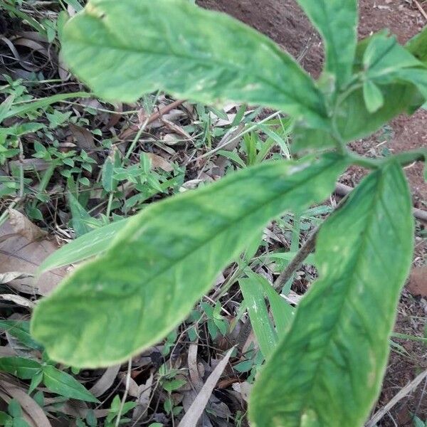 Arisaema dracontium Blad