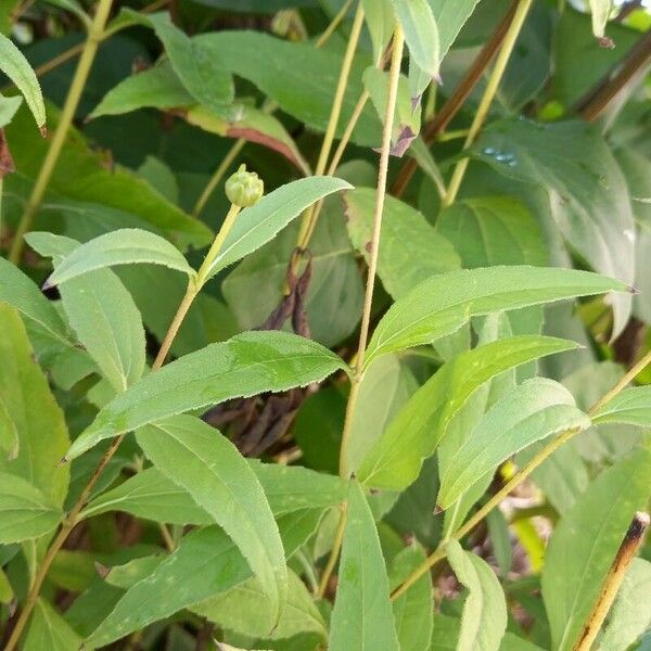 Helianthus × laetiflorus Lapas