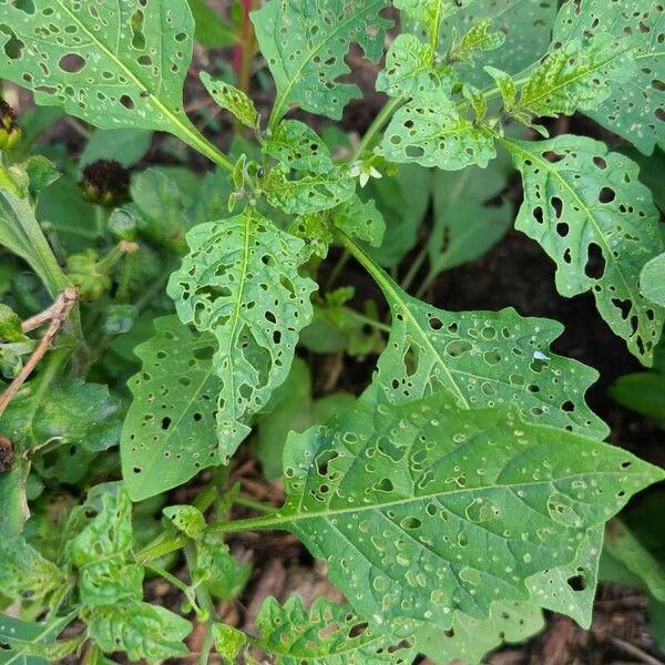 Solanum scabrum Ліст