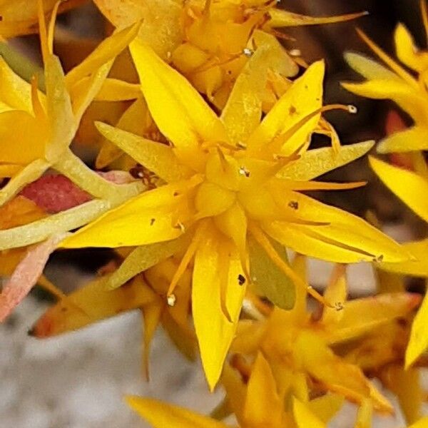 Sedum palmeri പുഷ്പം