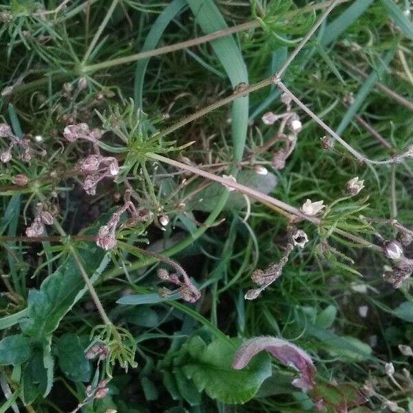 Spergula arvensis Leaf