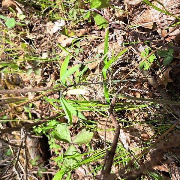 Uvularia sessilifolia Flor