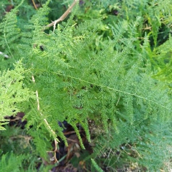 Asparagus setaceus Lapas