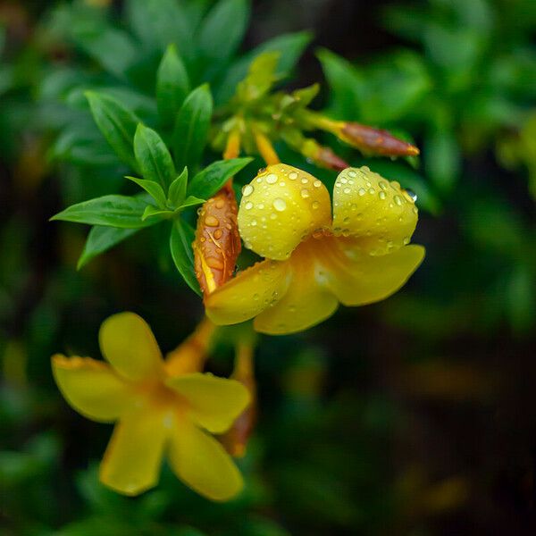 Allamanda schottii Blomst