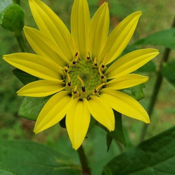 Silphium asteriscus Flor