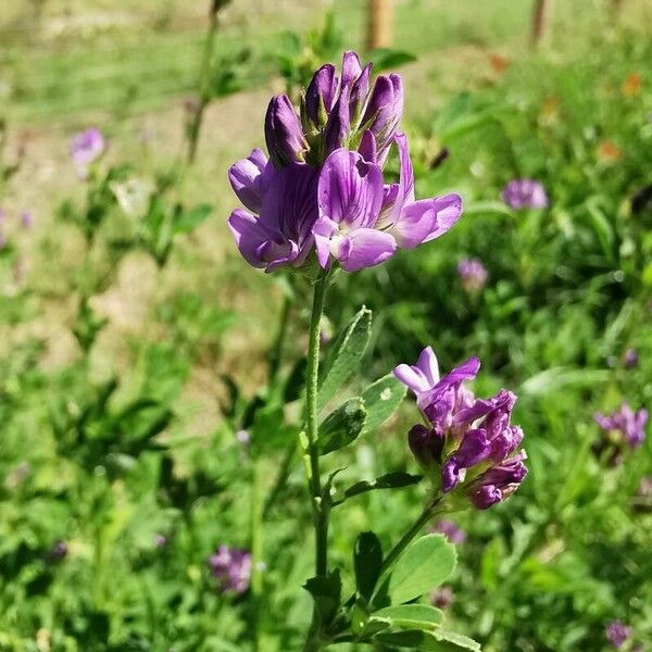 Medicago sativa Blüte