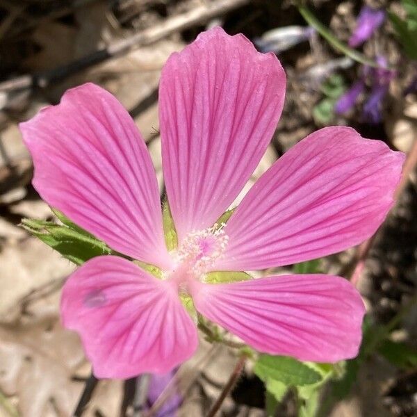 Malope malacoides Flower