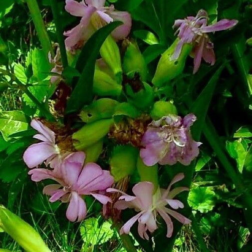 Saponaria officinalis Celota
