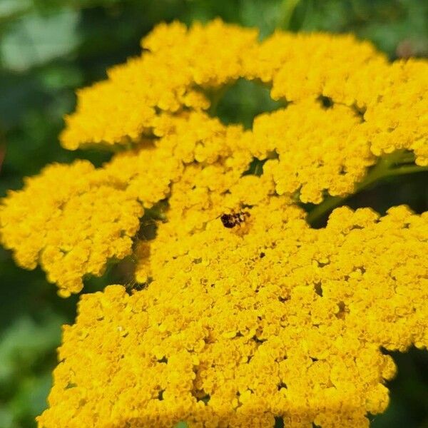 Tanacetum macrophyllum Cvet