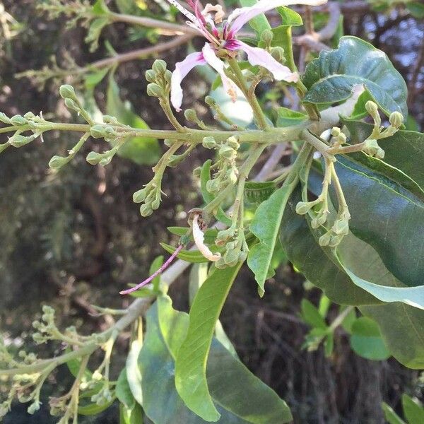 Calodendrum capense Blomma