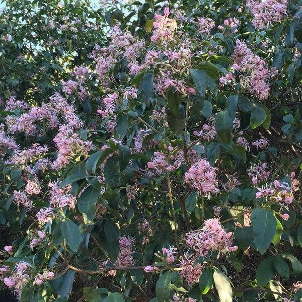 Calodendrum capense Habitat