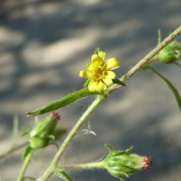 Dittrichia graveolens Fleur