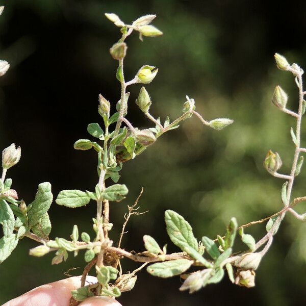 Helianthemum aegyptiacum 整株植物