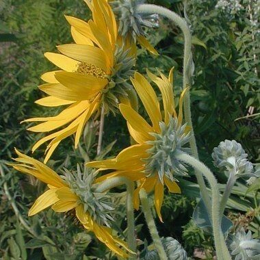 Helianthus mollis Flower