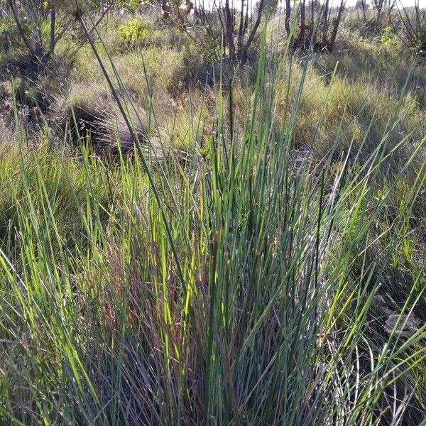 Cyperus haspan Elinympäristö