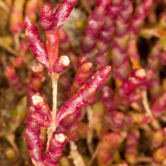 Salicornia europaea Kabuk