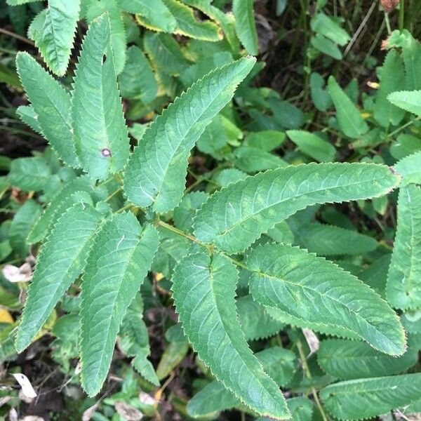 Sanguisorba canadensis Leaf