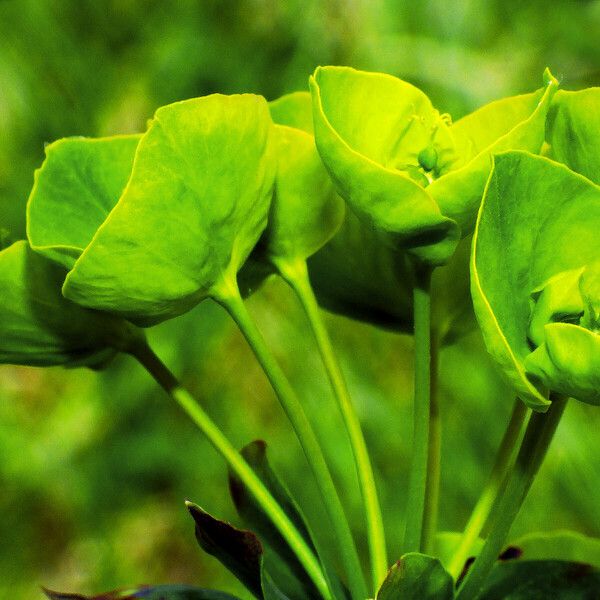 Euphorbia amygdaloides 花