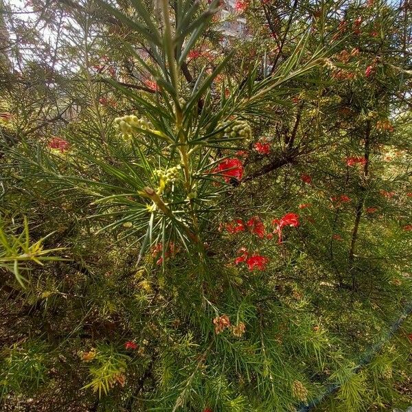 Grevillea rosmarinifolia 形态