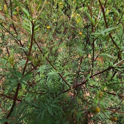 Tagetes tenuifolia Feuille