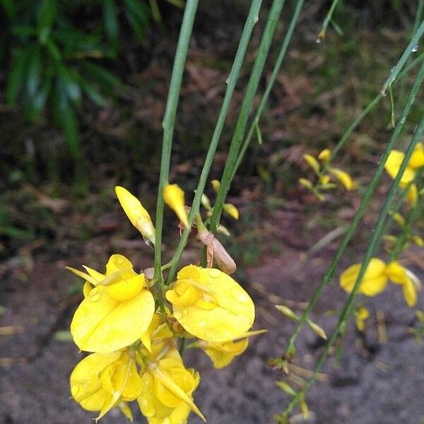 Genista aetnensis Fiore