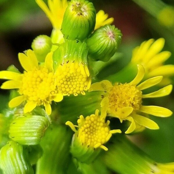 Senecio lividus Λουλούδι