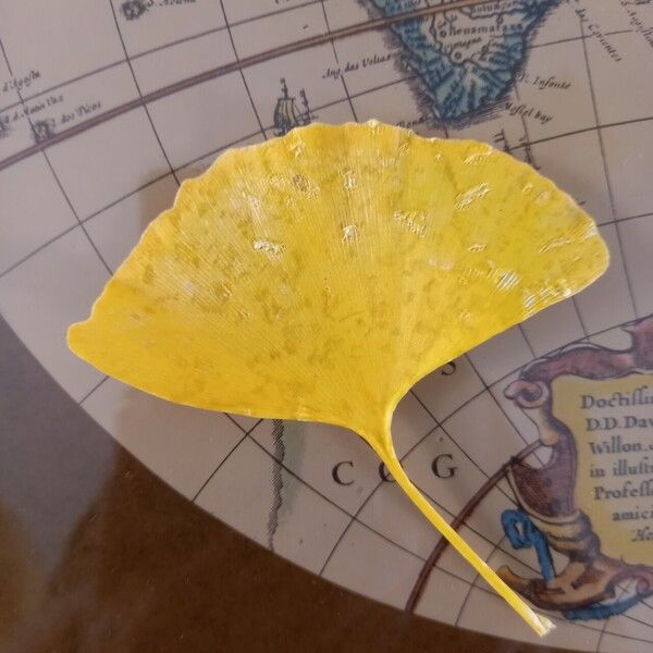 Ginkgo biloba Leaf