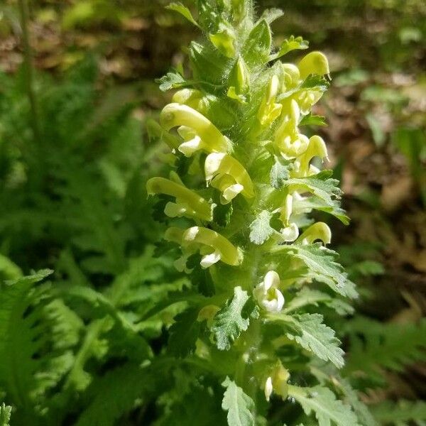 Pedicularis canadensis Blomma